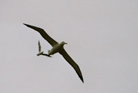 Albatross und Mwe